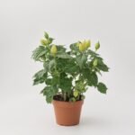 Sansewieria Cylindrica Mikado