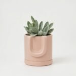 Echinocactus Rainbow