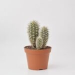 Kawa Arabica w filiżance