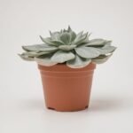 Echeveria mix