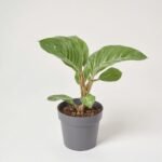 Euforbia Cristata mix w ceramice