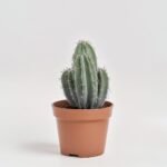 Aglaonema Apple Green