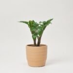 Zamiokulkas Zenzi Naomi w ceramice