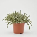 Rhipsalis mix