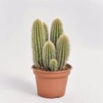 Epipremnum Moss Pole wiszący