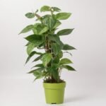 Alokazja Regal Shields