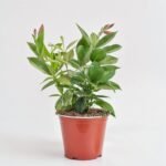 Echeveria mix w ceramice