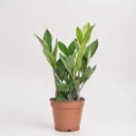 Hoya mix