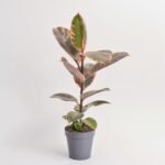 Scindapsus Pictus Trebie Hang