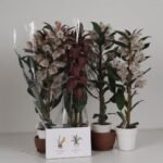 Fikus el. Robusta 1 pęd