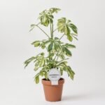 Alokazja Watsoniana Velvet