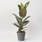 Tillandsia Usneowata