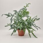 Hortensja biała 6 pędów