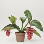 Phlebodium Blue Star