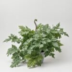 Medinilla Dolce Rosa