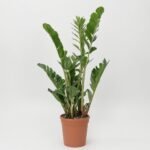 Dracena Marginata 2 pędy.