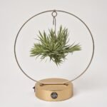 Fikus Benjamina Twilight