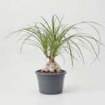 Dracena Marginata Magenta 2 pędy