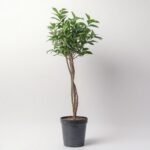 Zamiokulkas 5 pędów