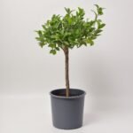 Fikus Microcarpa Ginseng w ceramice