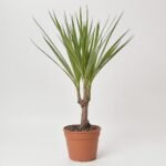 Fikus Abidjan 1 pęd