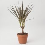 Sukulenty mix  doniczce  w ceramice